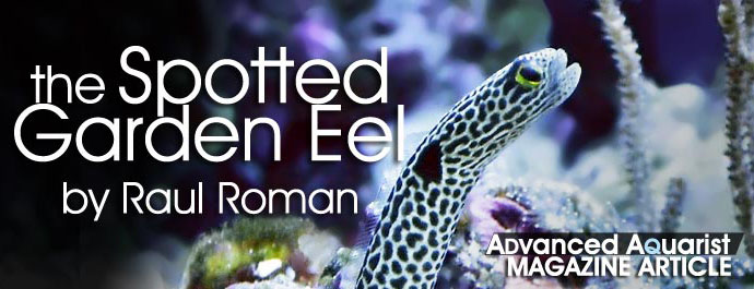Aquarium Fish: A Detailed look at the Home Aquarium Husbandry of the Spotted Garden Eel