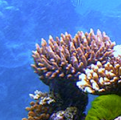 Coral reef responses to climate change and ocean acidification: One size doesn’t fit all!