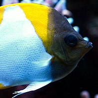 Monday Archives: Underrated fish – Pyramid Butterflyfish (Hemitaurichthys polylepis)