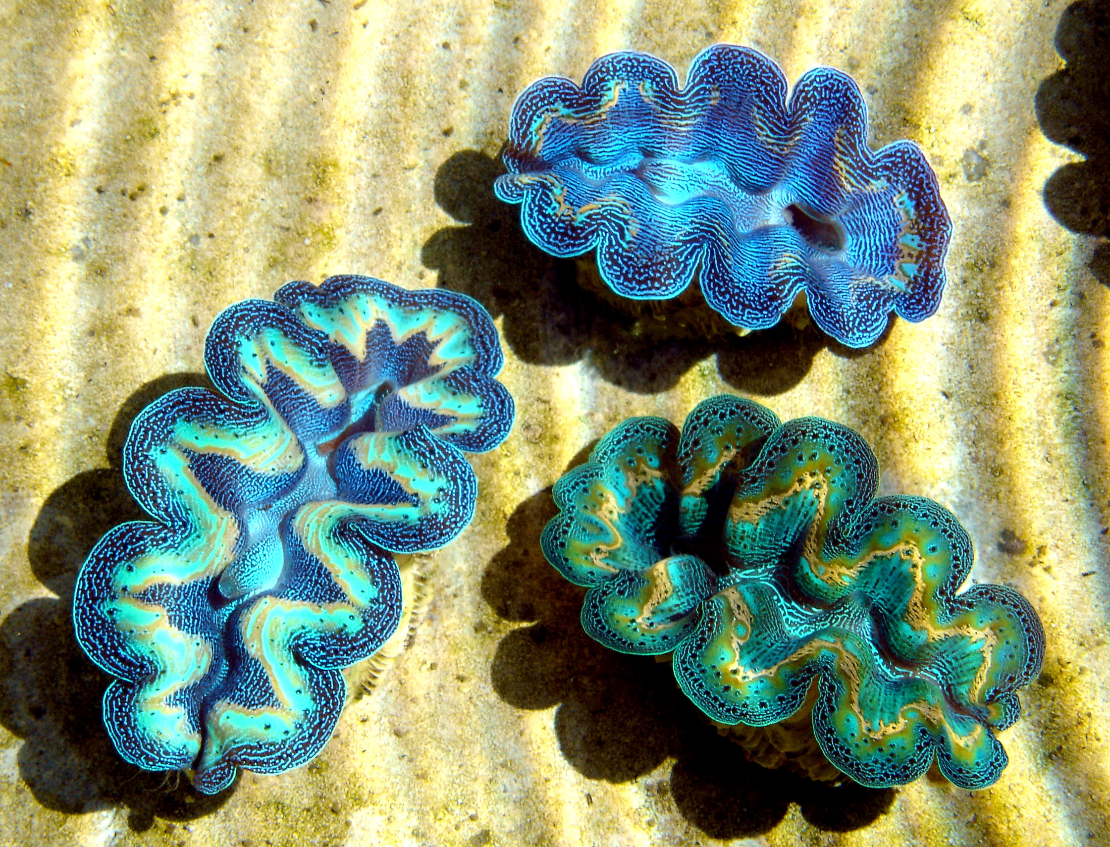 coral clam