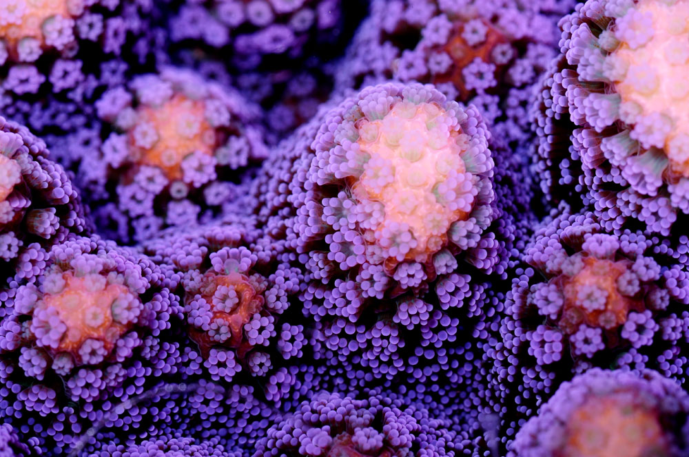 Inside A Coral Lab