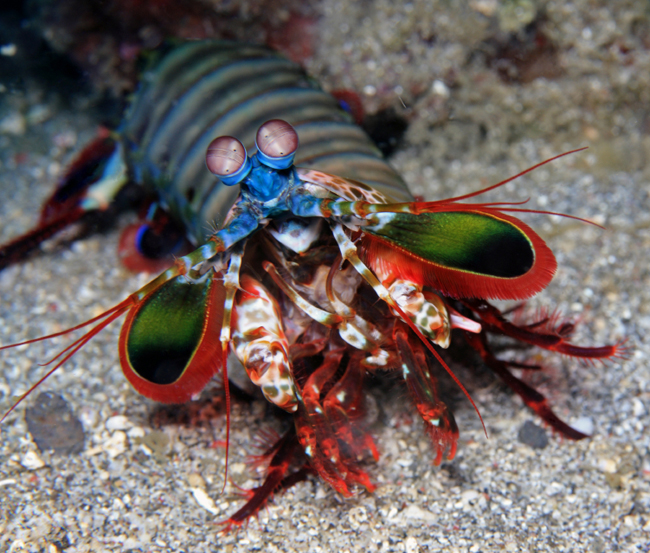 Let’s talk about Mantis Shrimp with Ben Johnson