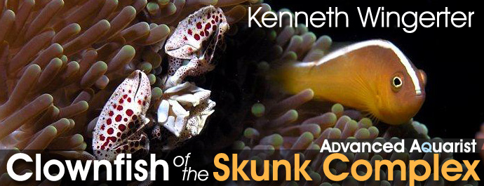 Aquarium Fish: An Overview of Clownfish of the Skunk Complex