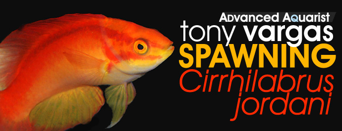 Aquarium Fish: Spawning Cirrhilabrus jordani