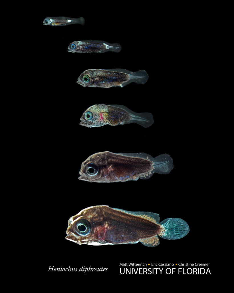Larval Heniochus diphreutes, the Schooling Bannerfish, courtesy Wittenrich et. al.