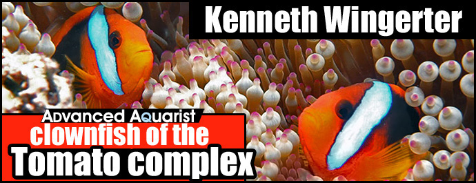 Aquarium Fish: An Overview of Clownfish of the Tomato Complex