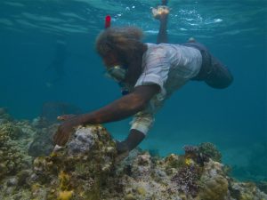 Solomon Islands Marine Aquarium Fishery 