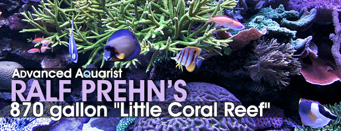 Feature Aquarium: Ralf Prehn’s 870 gallon “Little Coral Reef”