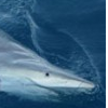 Unprecedented Numbers of Hybrid Blacktip Sharks Found in Australian Waters.