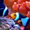 Im a Clownfish!  Hear Me Roar!!!!