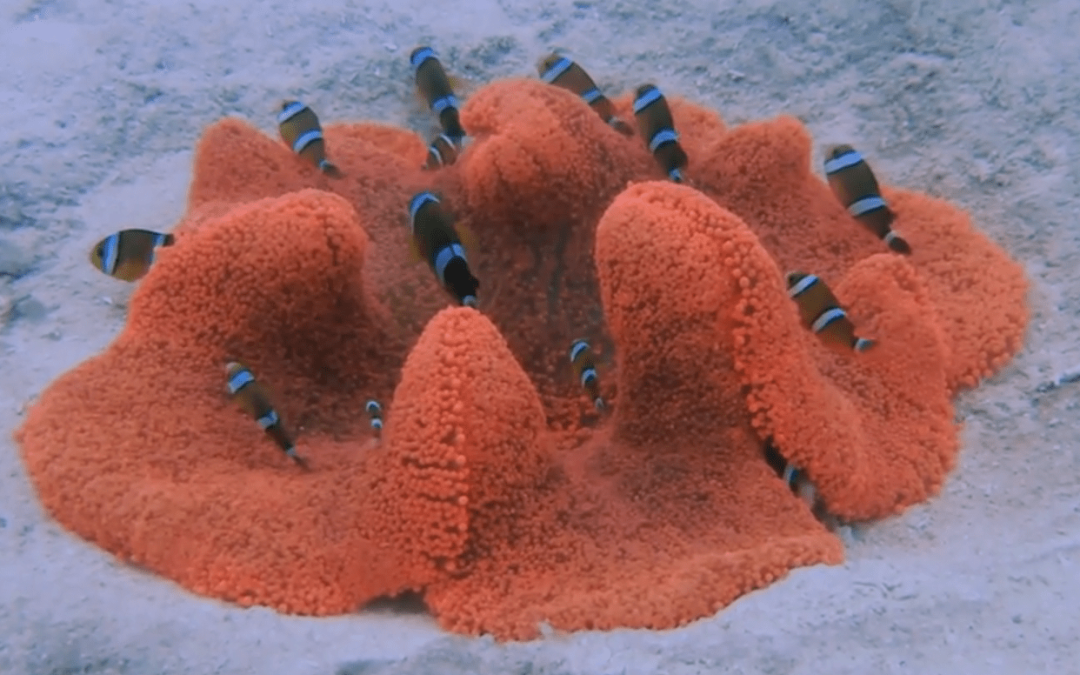 Monday Archives: Gorgeous red carpet anemone hosting many clownfish