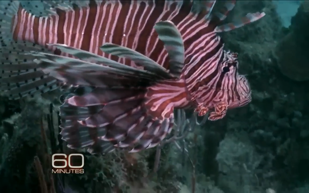 Monday Archives: Coral Reef near Coast of Cuba in Pristine Condition