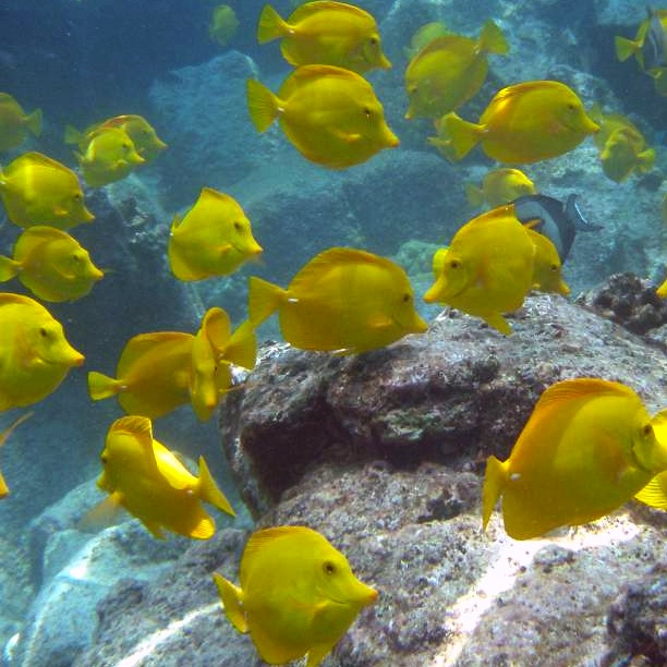 Hawaiian legislature introduces two new anti-aquarium resolutions