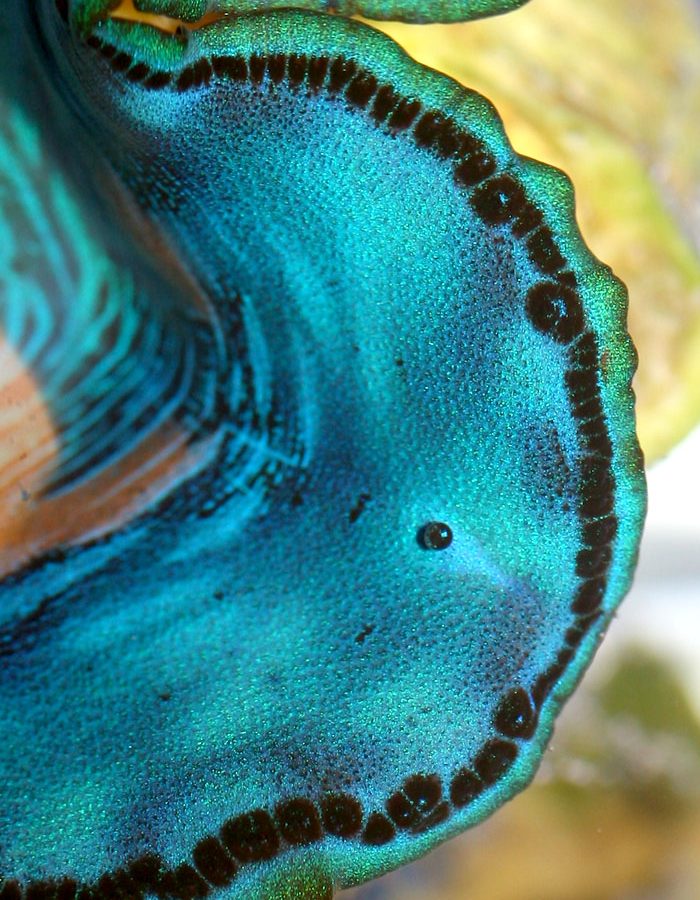 giant clam eyes