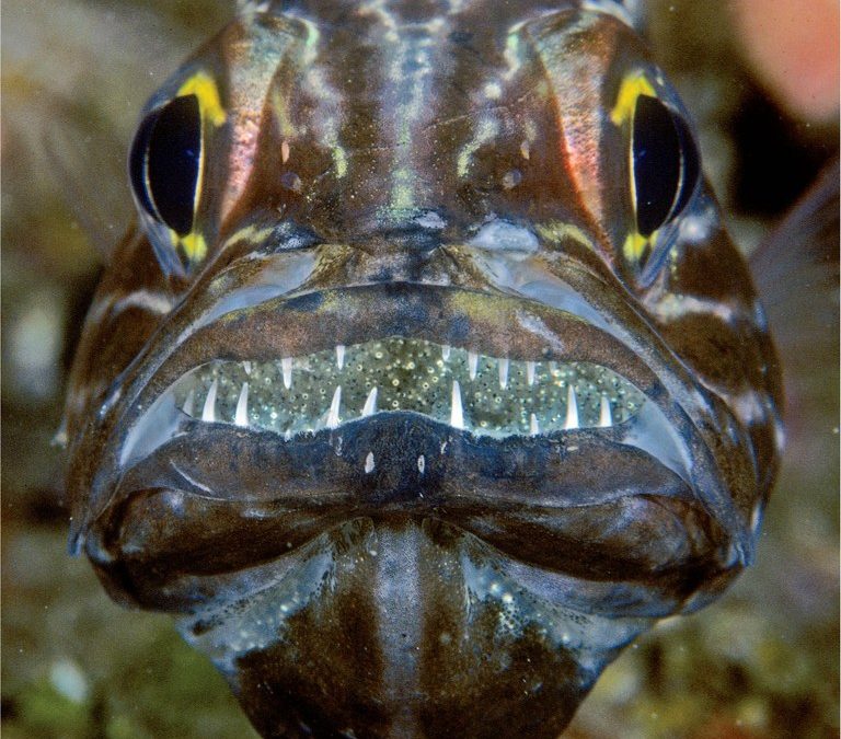 Monda Archives: Parenting comes at a price for male cardinalfish