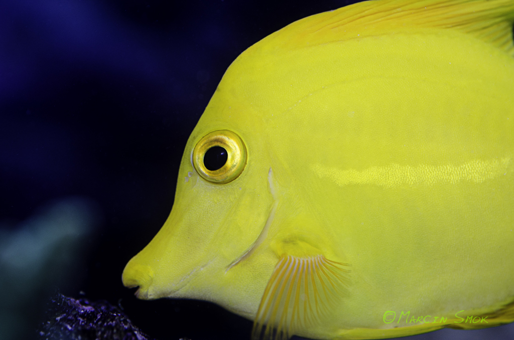 Looking Back on an Aquaculture Success Story: Captive Breeding the Yellow Tang