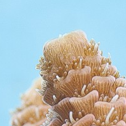 Coral Naming Continued: Confer
