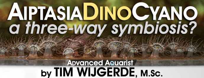 Aquarium Invertebrates: Aiptasia, dinoflagellate algae and cyanobacteria – a three-way symbiosis?