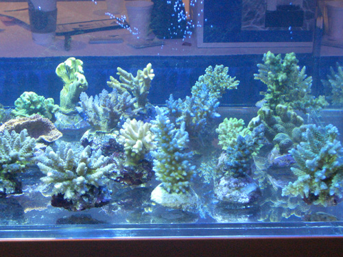 Coral Naming: A Rant and a Plea