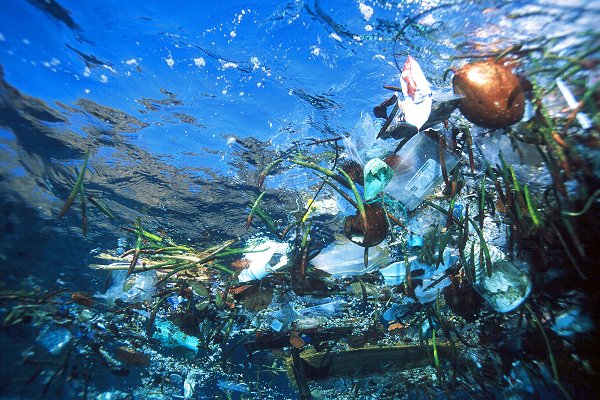 Micro Plastic Pollution and Marine Life