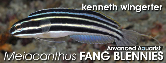 Aquarium Fish: An Overview of Fang Blennies of the genus Meiacanthus