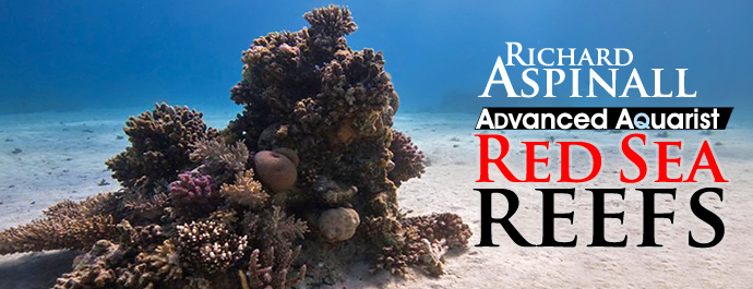 Featured Reefs: Red Sea Reefs