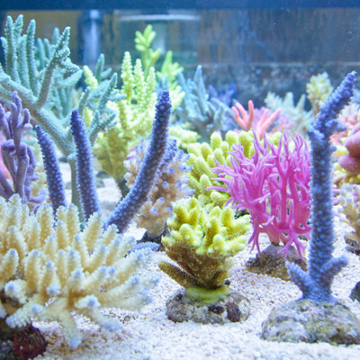 Interzoo 2012: The Korallen Zucht booth