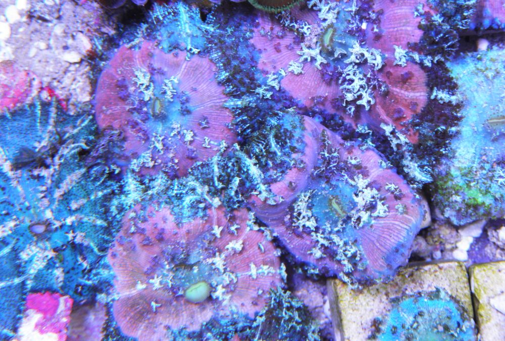 Have you met Carl? Discosoma Carlgreni