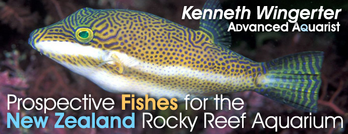 Aquarium Fish: Prospective Fishes for the New Zealand Rocky Reef Aquarium: A Multimedia Overview