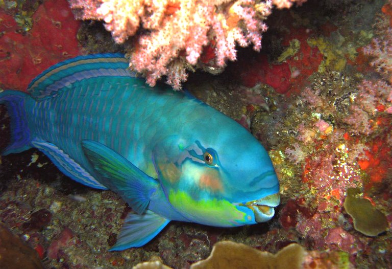 Monday Archives: The Roving Lives of Reef Fish