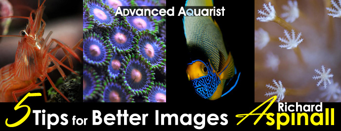 Aquarium Photography: Five Tips for Better Images