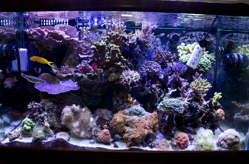 seneye home aquarium monitor
