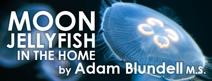 Aquarium Invertebrates: Moon Jellyfish in the Home: Can You Do It?