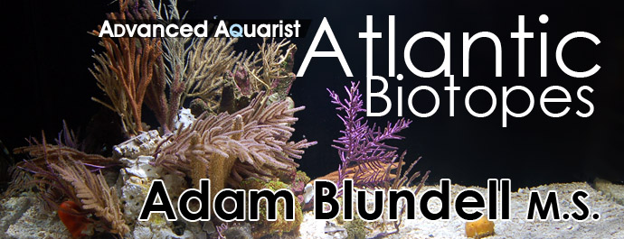 Aquarium Setup: Atlantic Biotopes