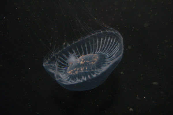 Aquarium Invertebrates: Moon Jellyfish in the Home: Can You Do It?