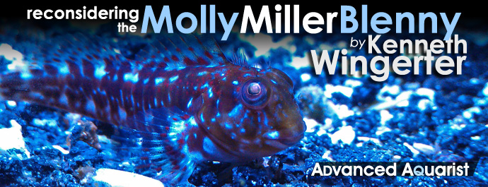 Aquarium Fish: Reconsidering the Molly Miller Blenny