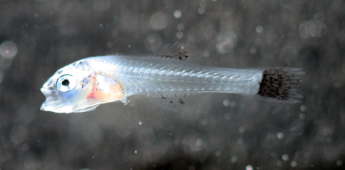Unidentified 3-week-old larva, collected as pelagic egg from the reef tank.