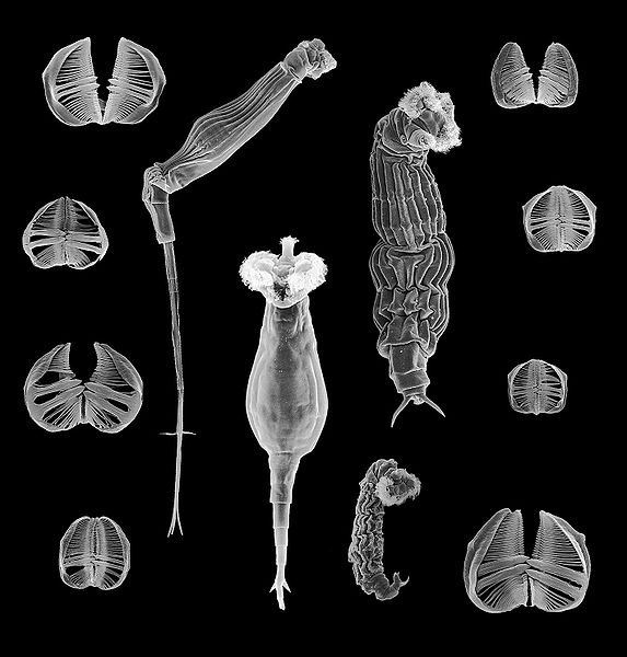 Monday Archives: Bdelloid Rotifers- Tougher Than Thou