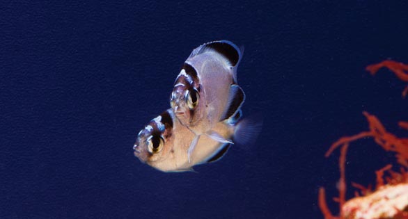 Genicanthus-watanabe-juv-pair-females1