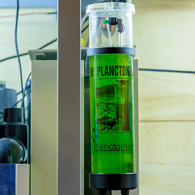 Preview: New Planctondose of Planctontech, the natural food