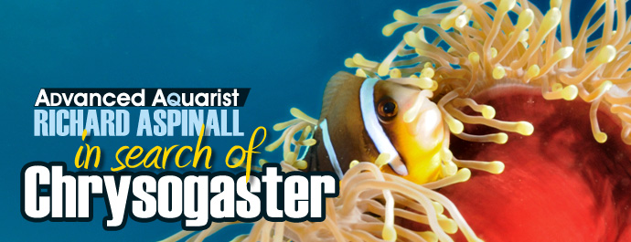 Aquarium Fish: In Search of Chrysogaster