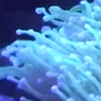CORAL Featured Video: Greg Heifner’s 20-Year-Old Reef