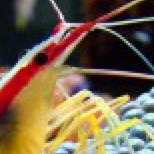 Research Suggests that Three is a Crowd Among Cleaner Shrimp