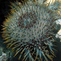 Protein Cocktail May Help to Eradicate Crown-of-Thorns Starfish