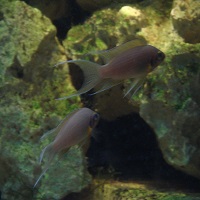 “Sneaking” Determined to be Factor in Social Cohesion of Neolamprologus Cichlids