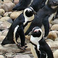 Waddling for Penguins