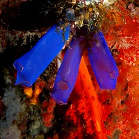 Researchers Use Sea Squirts to Study Rare Mineral