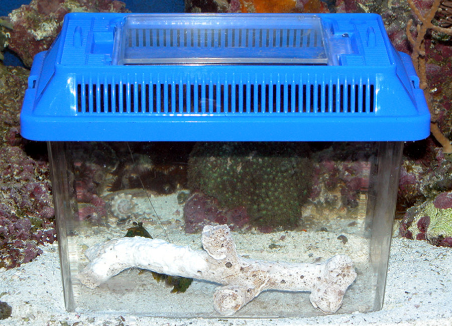 Aquarium Invertebrates: An Introduction to the Mantis Shrimps