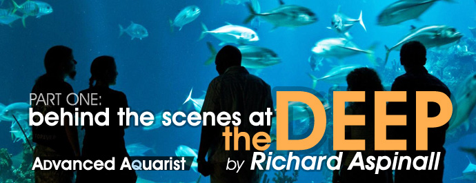 Feature Aquarium: Behind the scenes at The Deep Part 1