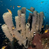 Weather Channel Compiles List of “10 Most Amazing Coral Reefs”